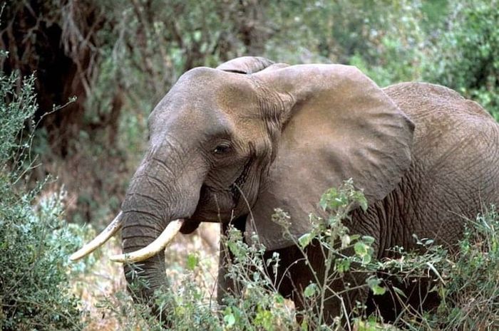 Salah satu hewan yang biasa tidur singkat adalah gajah.
