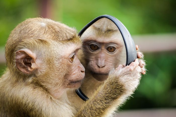 Terdapat soal pada Buku Bahasa Inggris kelas VIII edisi revisi 2017 Chapter 7 halaman 89, materi 'My Uncle is a Zookeeper'.