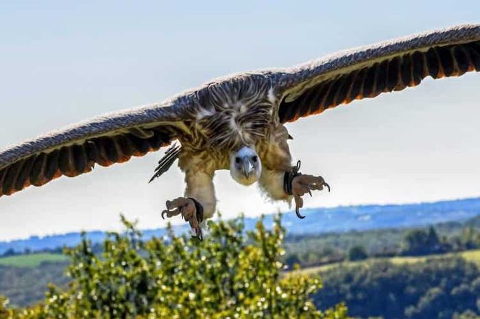 Burung kondor adalah salah satu contoh burung pemangsa atau bird of prey.