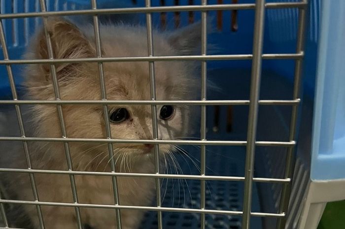 Usia tiga bulan menjadi usia yang pas untuk mengadopsi anak kucing.
