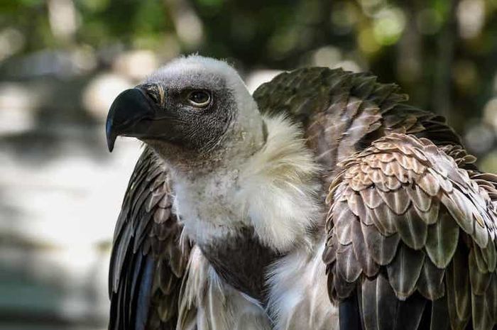 Saat terbang, burung kondor hanya sesekali mengepakkan sayap.