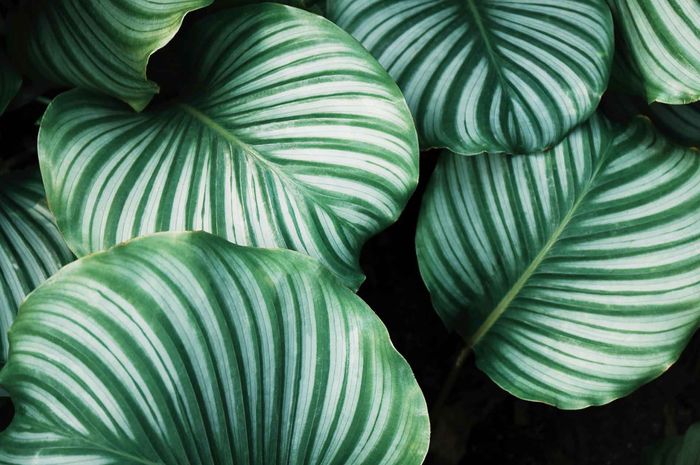 Jaringan epidermis atau pelindung merupakan lapisan terluar dari organ tumbuhan.