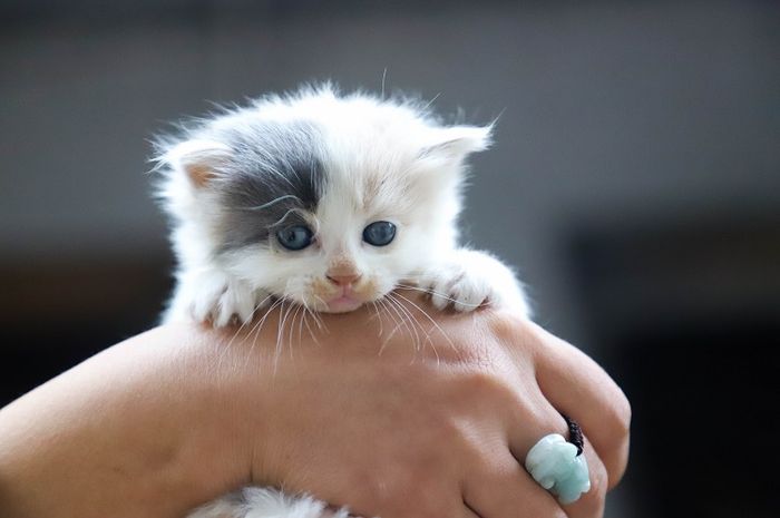 Kitten adalah sebutan untuk anak kucing dalam bahasa Inggris.