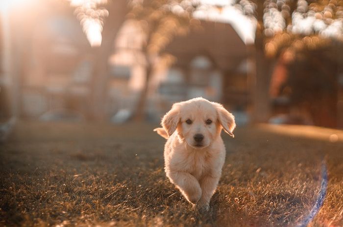 Anjing akan menggonggong ketika bertemu orang baru atau orang asing.