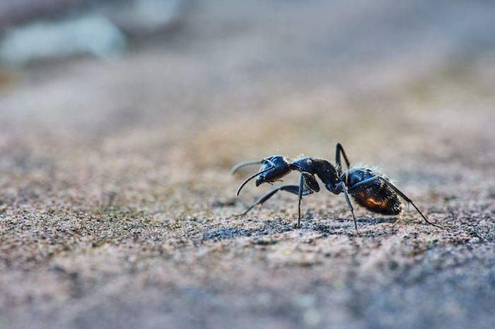Terdapat soal seputar 'Ant' pada buku bahasa Inggris kelas IX edisi revisi 2018 Chapter 9, halaman 189, materi 'What is it?'.