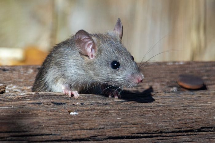 Terdapat soal seputar menulis teks hewan tikus atau mouse pada buku bahasa Inggris kelas IX edisi revisi 2018 Chapter 9, halaman 189, materi 'What is it?'.