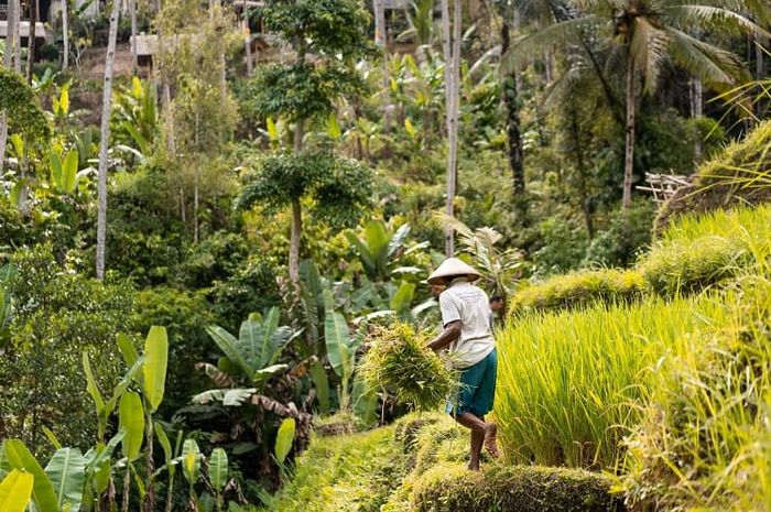 Pelaksanaan sistem tanam paksa diterapkan Belanda pada masa pemerintahan Van den Bosch.