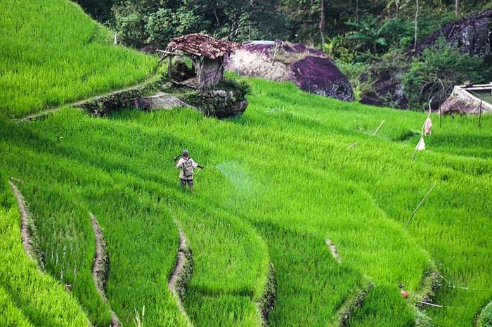 Pertanian lahan basah merupakan salah satu kegiatan pertanian yang diterapkan di Indonesia.