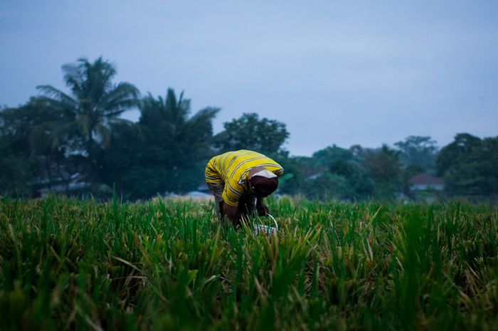Ada beberapa cara untuk meningkatkan hasil pertanian, salah satunya dengan diversifikasi pertanian.