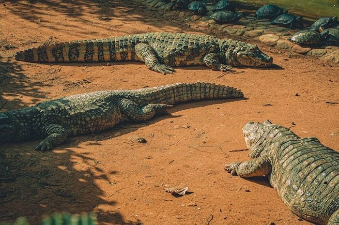 Buaya merupakan salah satu hewan reptil.