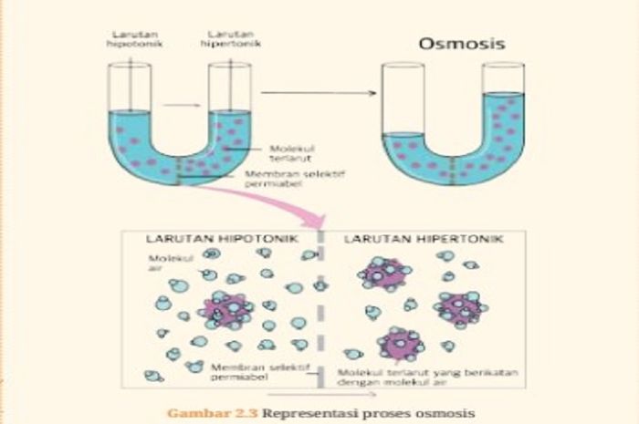 Proses osmosis terjadi dalam kehidupan sehari-hari.