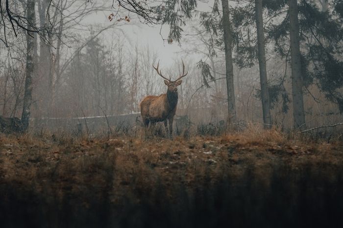 Persebaran fauna di dunia terbagi ke dalam beberapa pembagian wilayah berdasarkan biogeografis Wallace.