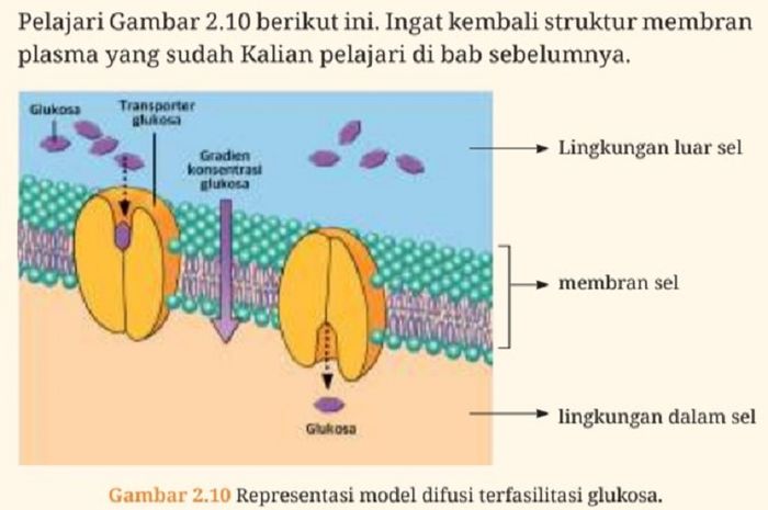 Glukosa dalam tubuh manusia memiliki peran penting.