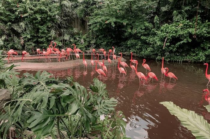 Indonesia memiliki flora dan fauna yang sangat beragam jenisnya.