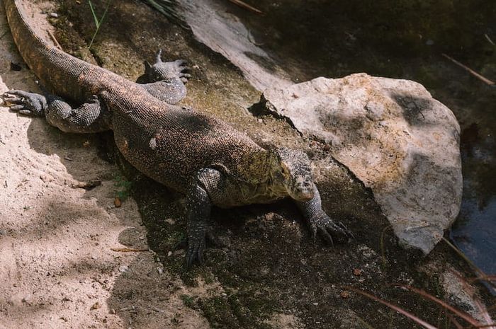Komodo merupakan salah satu jenis fauna tipe peralihan yang dipisahkan oleh garis Weber.