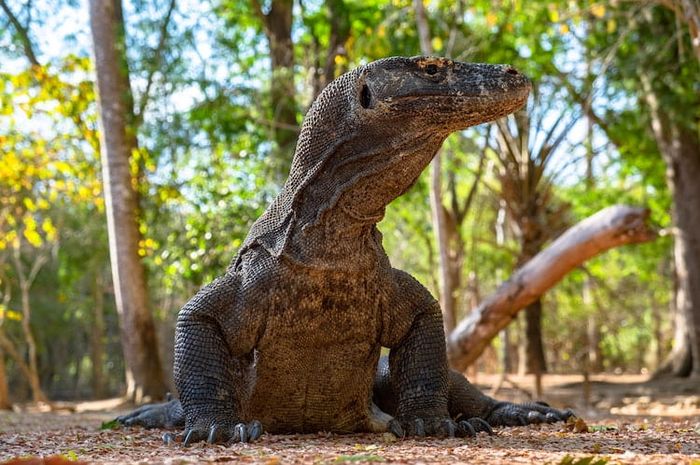 Keragaman flora dan fauna Indonesia dipisahkan oleh tiga garis khayal.