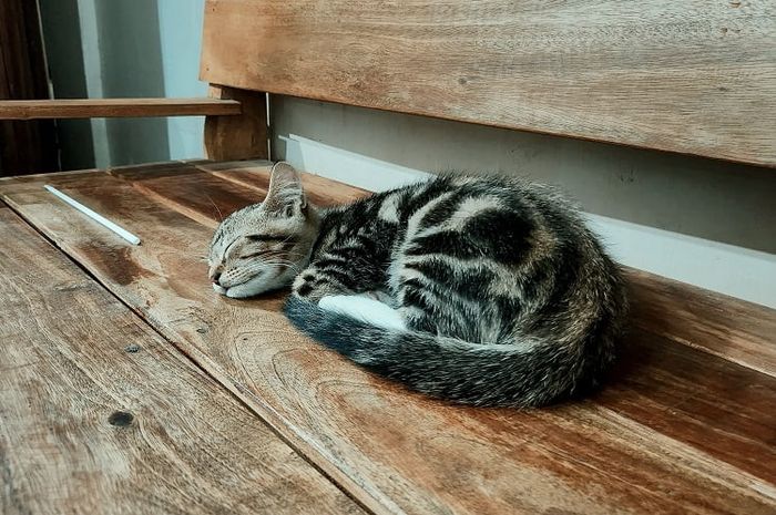 Memperlihatkan bagian ekornya kepada pemiliknya merupakan salah satu perilaku unik kucing.