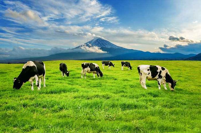 Kentut sapi berperan sebagai penyebab pemanasan global.