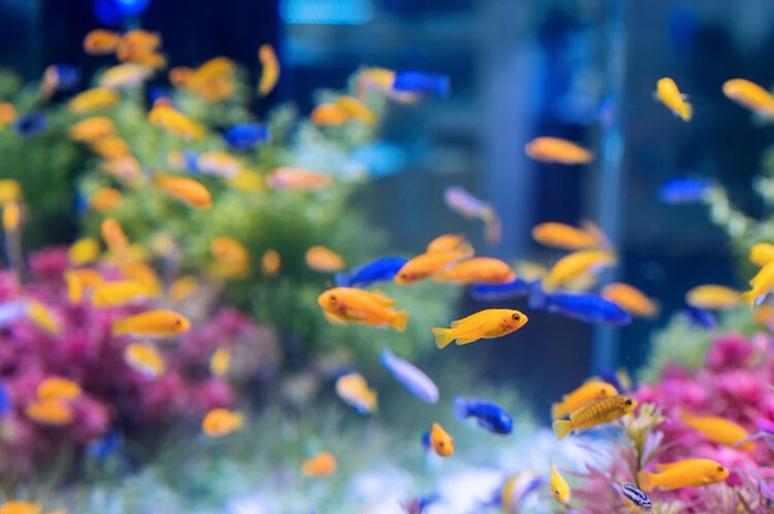 Ikan hias berukuran kecil cocok untuk dipelihara.