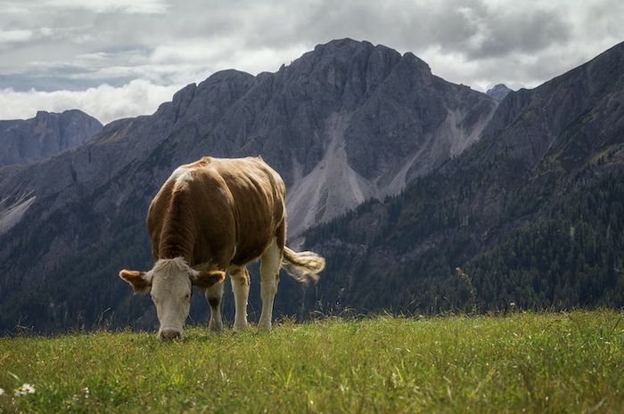 Sapi merupakan salah satu jenis fauna yang bermanfaat bagi kehidupan manusia.