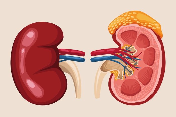 Proses pembentukan urine terjadi di ginjal manusia.
