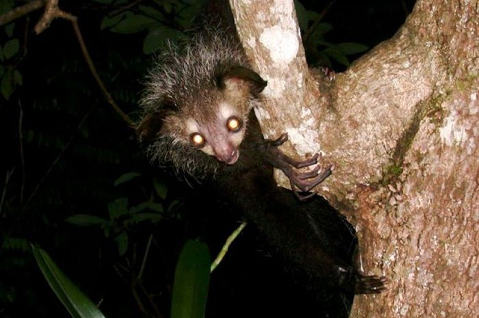 Aye-aye merupakan primata endemik Pulau Madagaskar.