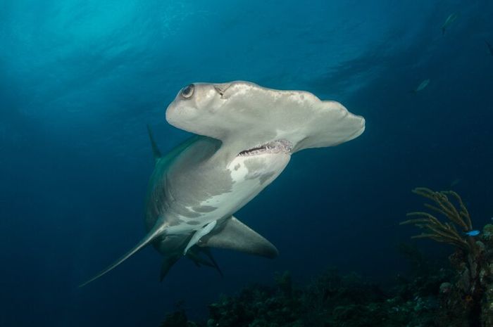 Ikan hiu kepala martil adalah salah satu jenis ikan yang dapat menghasilkan listrik.