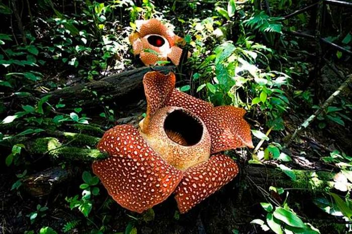 Rafflesia arnoldii merupakan salah satu tumbuhan unik dan langka asli Indonesia.