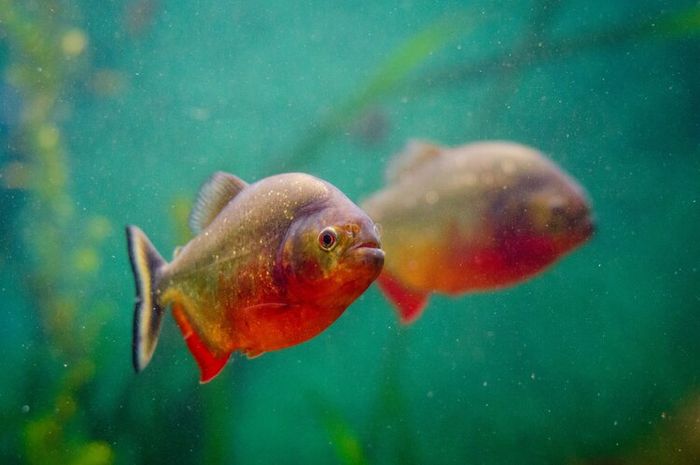 Ikan piranha memiliki berbagai fakta yang menarik.