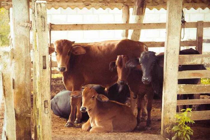 Tempat tinggal sapi dalam bahasa Jawa disebut kandhang.