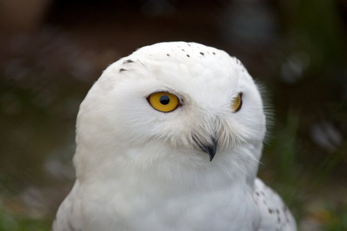 Burung hantu salju memiliki bulu berwarna putih.