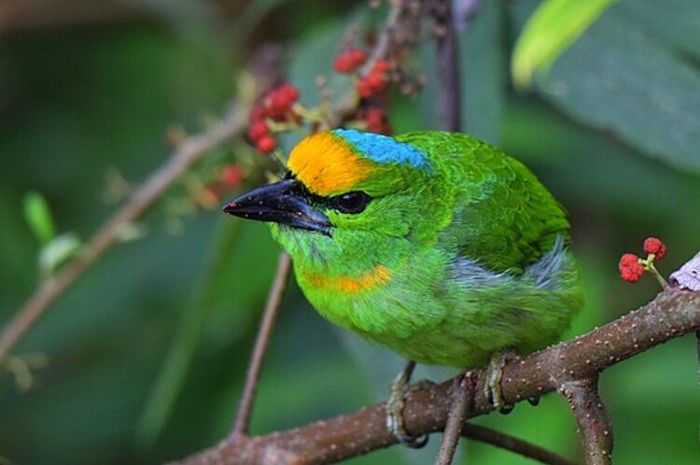 Burung takur adalah salah satu jenis burung yang dilindungi di Indonesia.