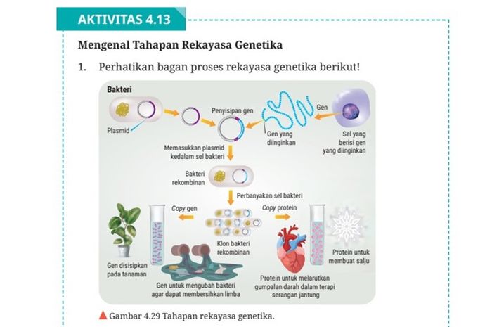 Gambaran mengenai tahapan rekayasa genetika.