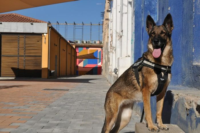 German Shepherd merupakan salah satu ras anjing yang sering membantu kepolisian.