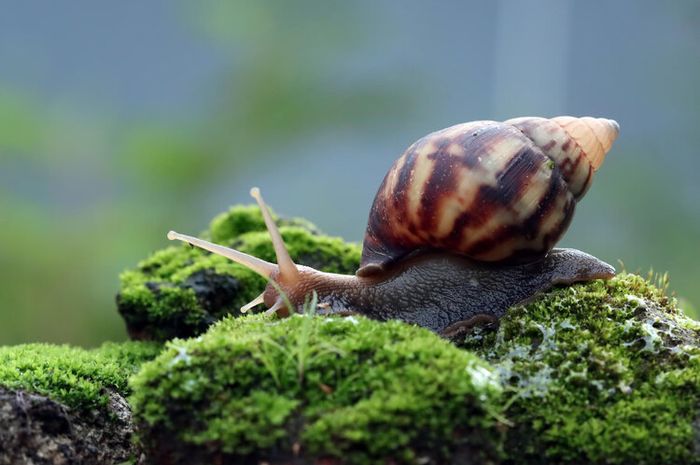 Taburan garam berbahaya untuk siput.
