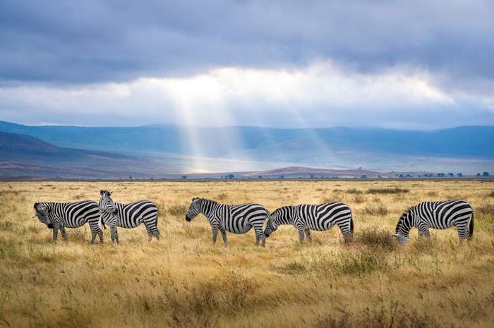 Pola garis setiap spesies zebra berbeda-beda.
