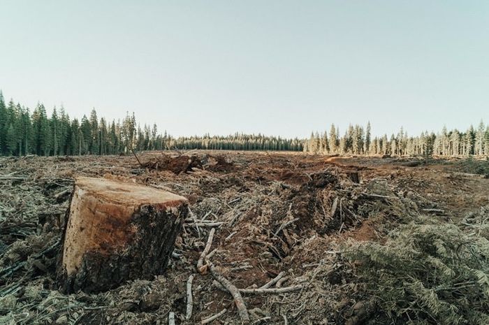 Penebangan hutan menjadi salah satu penyebab munculnya masalah lingkungan.