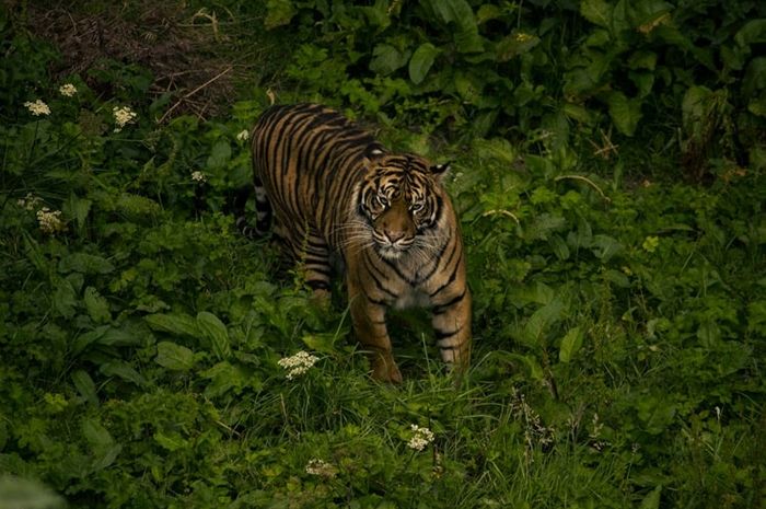 Warna tubuh harimau Sumatra paling gelap dibanding jenis harimau lainnya.