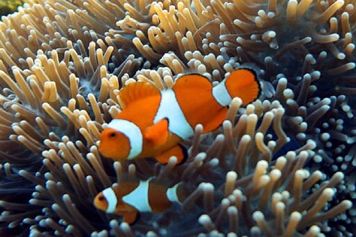 Ikan nemo hidup di antara anemon laut.