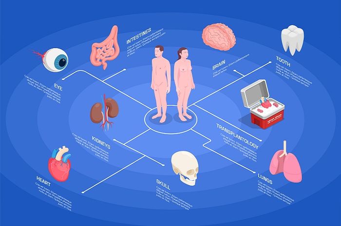 Dalam tubuh manusia terdapat beberapa sistem organ.