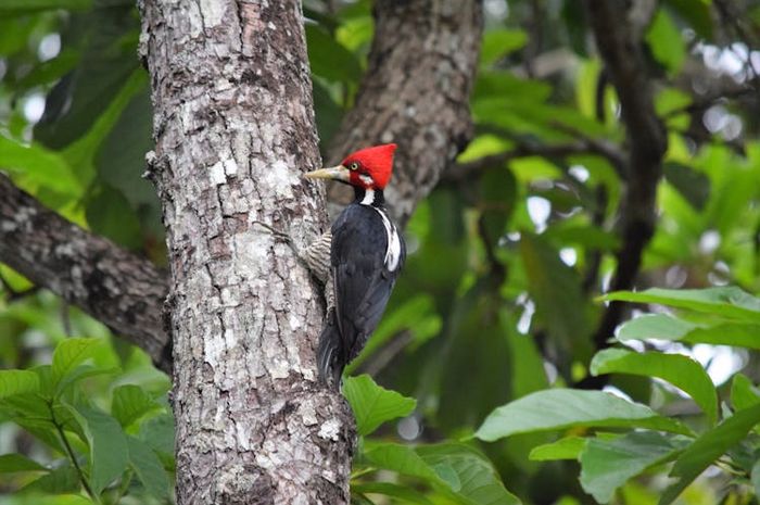 Burung pelatuk sering mematuk batang pohon dan melubanginya.
