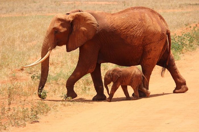 Gajah adalah satu-satunya mamalia yang tidak dapat melompat.