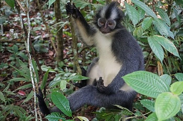 Kedih merupakan monyet dengan ciri fisik yang unik.