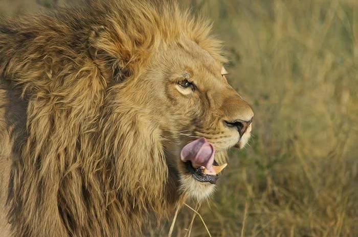 Apex predator disebut predator puncak yang ditakuti oleh spesies hewan lainnya.