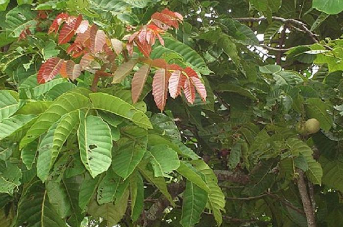 Tanaman matoa berasal dari Papua.