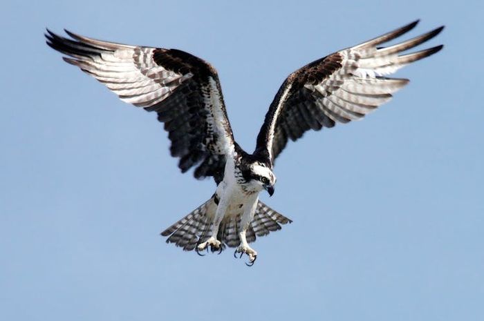 Burung elang dijuluki sebagai raja langit karena mampu melaju dengan kecepatan tinggi dan mengendalikan gerakannya dengan lincah.