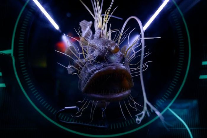 Sejumlah hewan memiliki kemampuan untuk mengeluarkan cahaya dari tubuhnya, salah satunya 'anglerfish'.