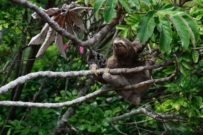 Kungkang termasuk hewan arboreal yang menghabiskan sebagian besar waktunya di atas pohon.