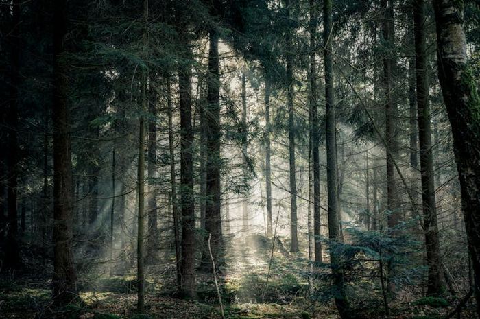 Hutan merupakan salah satu sumber daya alam yang sangat penting bagi kehidupan di Bumi.