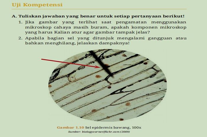 Kunci jawaban  Soal Uji Kompetensi Bab 1: 'Menjelajah Sel' Biologi kelas XI